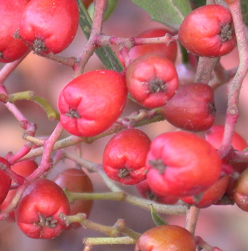 toyon berries shrubs